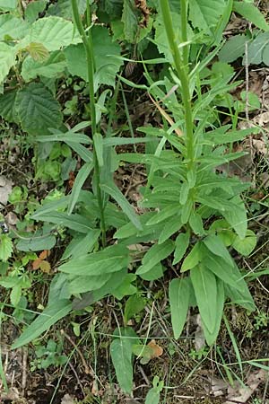 Phyteuma zahlbruckneri \ Zahlbruckners Teufelskralle / Zahlbruckner's Rampion, A Sankt Leonhard im Glantal 17.6.2026