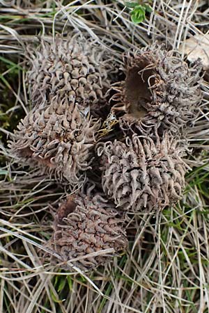 Quercus cerris \ Zerr-Eiche / Turkey Oak, A Siegendorf 7.3.2024