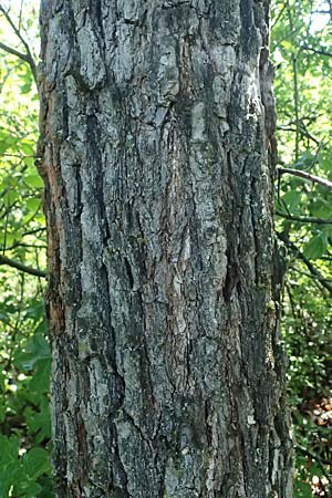 Quercus pubescens \ Flaum-Eiche / White Oak, A Bisamberg 13.6.2026