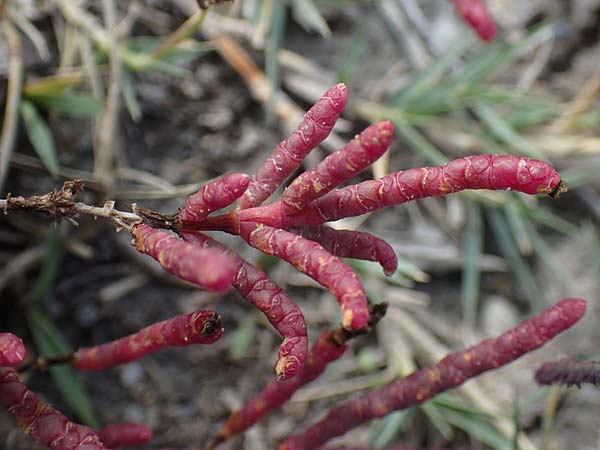 Salicornia perennans \ Queller / Glasswort, A Seewinkel, Apetlon 26.9.2022