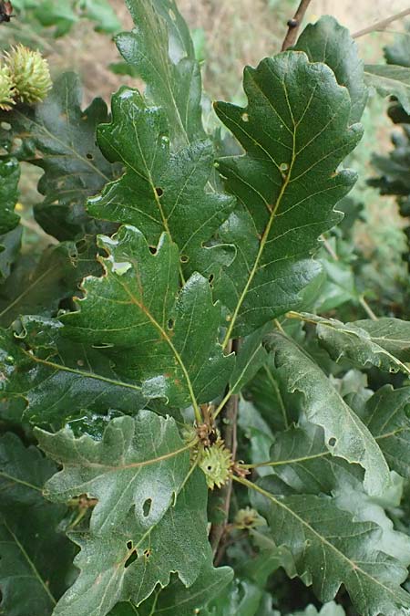 Quercus cerris \ Zerr-Eiche / Turkey Oak, A Hollabrunn 10.7.2023
