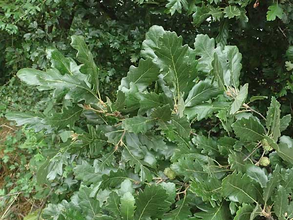Quercus cerris \ Zerr-Eiche / Turkey Oak, A Hollabrunn 10.7.2023