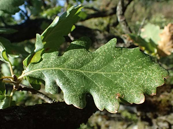 Quercus pubescens \ Flaum-Eiche / White Oak, A Bisamberg 15.8.2026