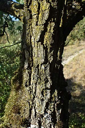 Quercus pubescens \ Flaum-Eiche / White Oak, A Bisamberg 15.8.2026