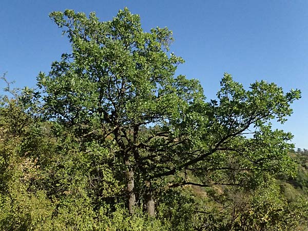Quercus pubescens \ Flaum-Eiche / White Oak, A Bisamberg 15.8.2026