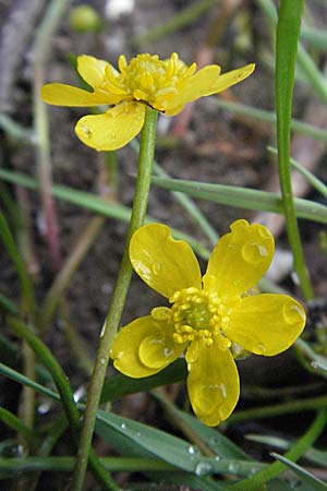 Ranunculus reptans \ Ufer-Hahnenfu / Creeping Spearwort, A Bregenz 5.5.2007