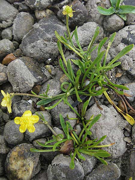 Ranunculus reptans \ Ufer-Hahnenfu / Creeping Spearwort, A Bregenz 5.5.2007