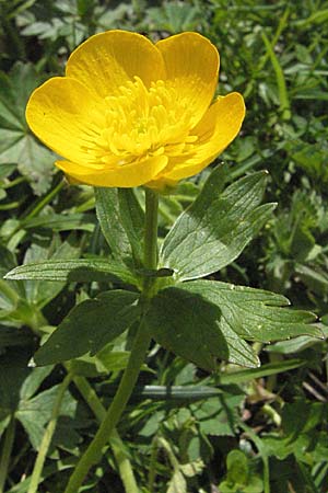 Ranunculus montanus \ Berg-Hahnenfu / Mountain Buttercup, A Hahntennjoch 27.5.2007