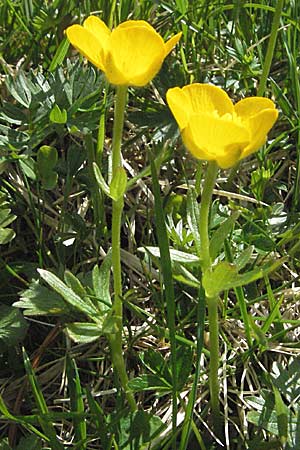 Ranunculus montanus \ Berg-Hahnenfu / Mountain Buttercup, A Hahntennjoch 27.5.2007