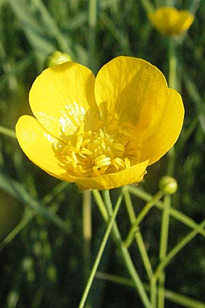 Ranunculus polyanthemos \ Vielbltiger Hahnenfu / Multiflowered Buttercup, A Kärnten/Carinthia, Petzen 21.7.2007