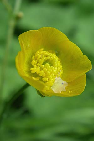 Ranunculus polyanthemos \ Vielbltiger Hahnenfu / Multiflowered Buttercup, A Malta - Tal / Valley 7.6.2008