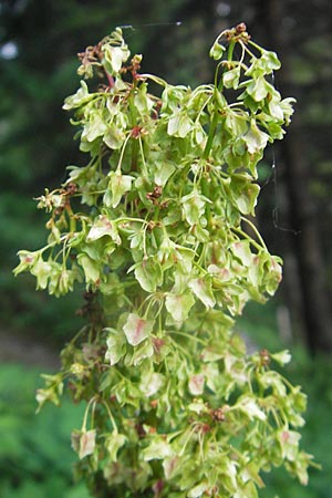 Rumex alpinus \ Alpen-Ampfer / Alpine Dock, Monk's Rhubarb, A Kärnten/Carinthia, Hochobir 1.7.2010