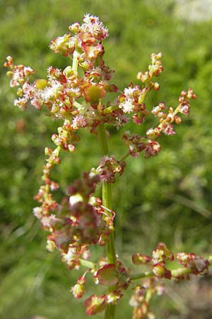 Rumex acetosa \ Groer Sauer-Ampfer, Wiesen-Sauer-Ampfer / Common Sorrel, A Malta - Tal / Valley 19.7.2010