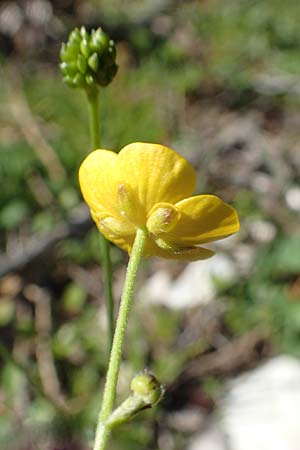 Ranunculus carinthiacus \ Krntner Berg-Hahnenfu / Carinthian Buttercup, A Kärnten/Carinthia, Petzen 8.8.2016
