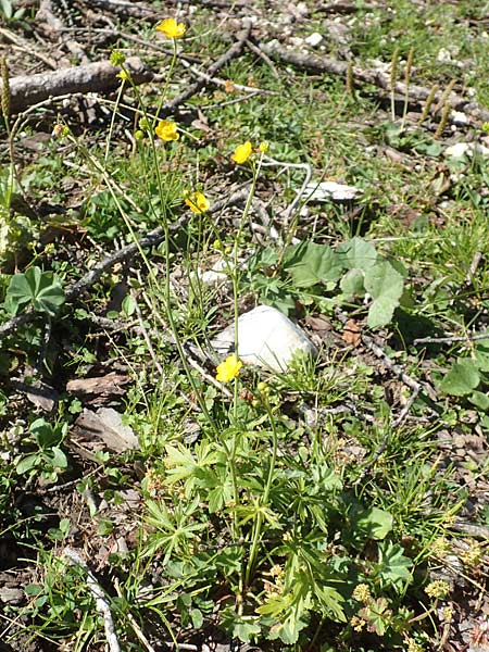 Ranunculus carinthiacus \ Krntner Berg-Hahnenfu / Carinthian Buttercup, A Kärnten/Carinthia, Petzen 8.8.2016