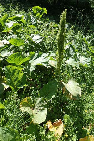 Rumex alpinus \ Alpen-Ampfer / Alpine Dock, Monk's Rhubarb, A Pusterwald 1.7.2019