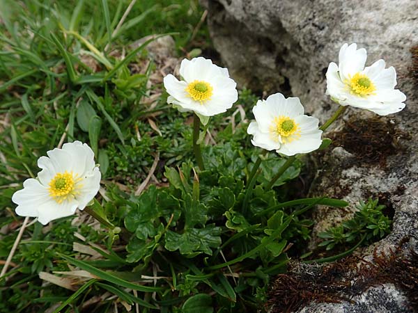 Ranunculus alpestris \ Alpen-Hahnenfu / Alpine Buttercup, A Schneealpe 30.6.2020