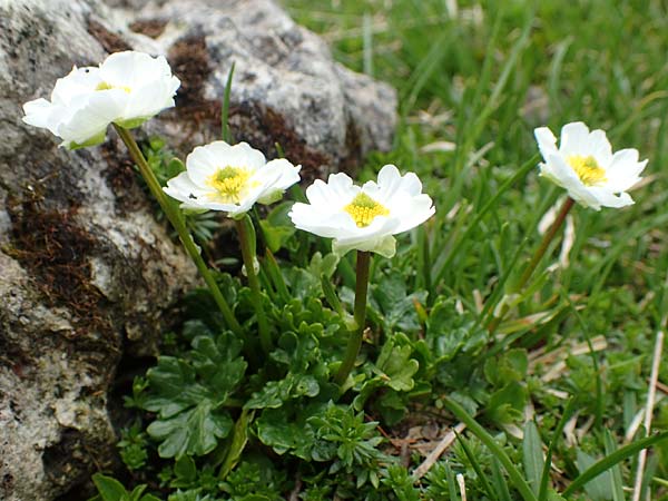 Ranunculus alpestris \ Alpen-Hahnenfu / Alpine Buttercup, A Schneealpe 30.6.2020