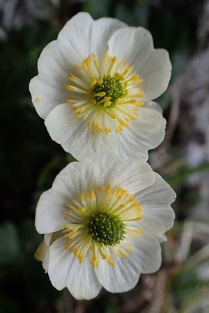 Ranunculus alpestris \ Alpen-Hahnenfu / Alpine Buttercup, A Wölzer Tauern, Kleiner Zinken 26.6.2021