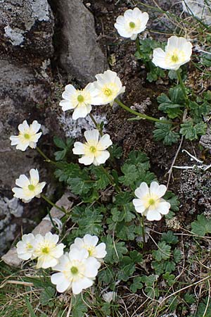 Ranunculus alpestris \ Alpen-Hahnenfu / Alpine Buttercup, A Wölzer Tauern, Kleiner Zinken 26.6.2021