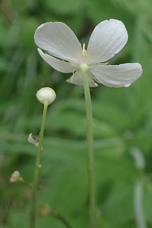 Ranunculus aconitifolius \ Eisenhutblttriger Hahnenfu / Aconite-Leaved Buttercup, A Seckauer Tauern, Brandstätter Törl 1.7.2021