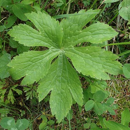 Ranunculus aconitifolius \ Eisenhutblttriger Hahnenfu / Aconite-Leaved Buttercup, A Kärnten/Carinthia, Koralpe 4.7.2023