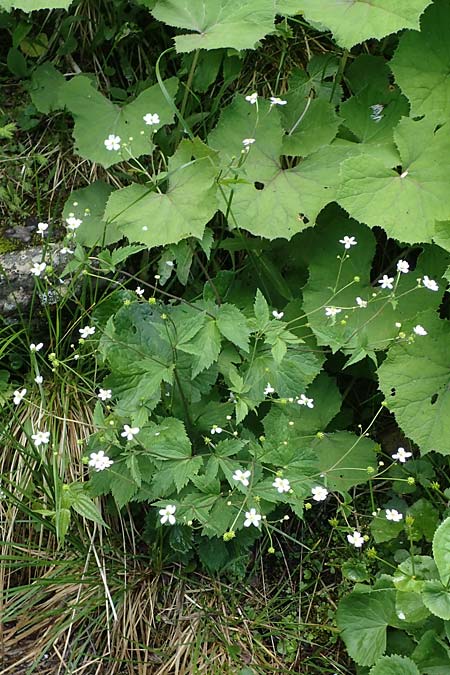 Ranunculus aconitifolius \ Eisenhutblttriger Hahnenfu / Aconite-Leaved Buttercup, A Kärnten/Carinthia, Koralpe 4.7.2023