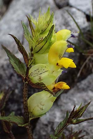 Rhinanthus riphaeus \ Alpen-Klappertopf / Alpine Yellow-Rattle, A Admont 5.7.2024