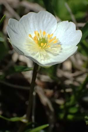 Ranunculus alpestris \ Alpen-Hahnenfu / Alpine Buttercup, A Admont 5.7.2024