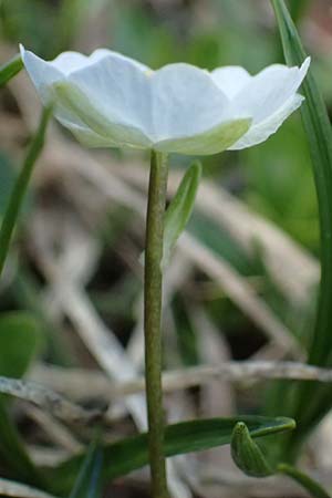 Ranunculus alpestris \ Alpen-Hahnenfu / Alpine Buttercup, A Admont 5.7.2024