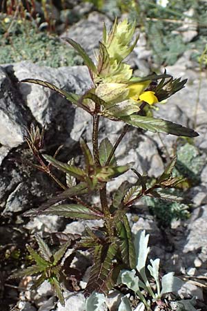 Rhinanthus riphaeus \ Alpen-Klappertopf / Alpine Yellow-Rattle, A Admont 5.7.2024