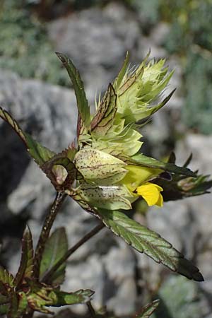 Rhinanthus riphaeus \ Alpen-Klappertopf / Alpine Yellow-Rattle, A Admont 5.7.2024