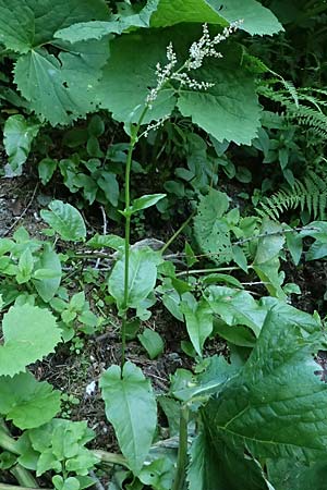 Rumex acetosa \ Groer Sauer-Ampfer, Wiesen-Sauer-Ampfer / Common Sorrel, A Kolm Saigurn 2.7.2025