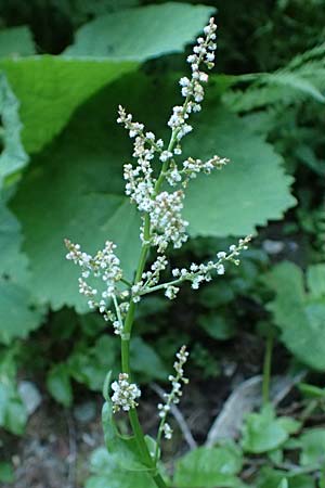Rumex acetosa \ Groer Sauer-Ampfer, Wiesen-Sauer-Ampfer / Common Sorrel, A Kolm Saigurn 2.7.2025