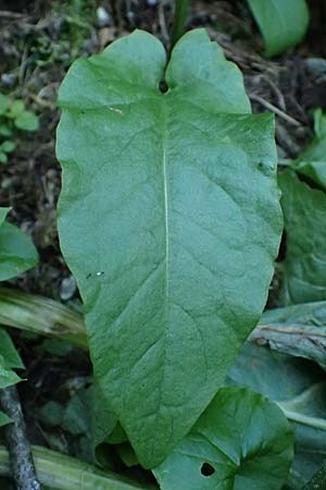 Rumex acetosa \ Groer Sauer-Ampfer, Wiesen-Sauer-Ampfer / Common Sorrel, A Kolm Saigurn 2.7.2025