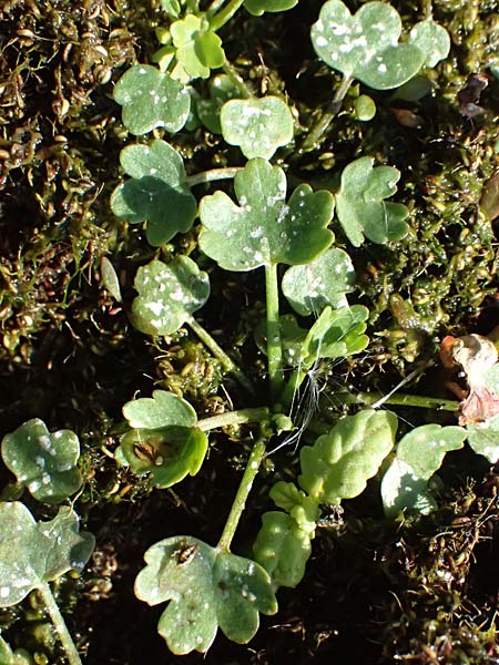 Ranunculus sceleratus \ Gift-Hahnenfu / Celery-Leaved Buttercup, A Seewinkel, St. Andrä 13.8.2025