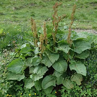 Rumex alpinus \ Alpen-Ampfer / Alpine Dock, Monk's Rhubarb, A Steyersberger Schwaig 14.6.2026