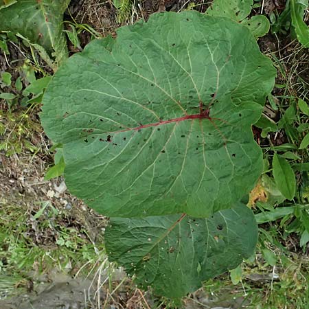Rumex alpinus \ Alpen-Ampfer / Alpine Dock, Monk's Rhubarb, A Steyersberger Schwaig 14.6.2026