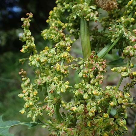 Rumex alpinus \ Alpen-Ampfer / Alpine Dock, Monk's Rhubarb, A Steyersberger Schwaig 14.6.2026