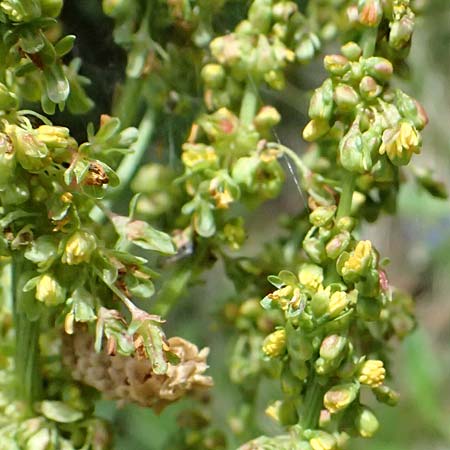 Rumex alpinus \ Alpen-Ampfer / Alpine Dock, Monk's Rhubarb, A Steyersberger Schwaig 14.6.2026