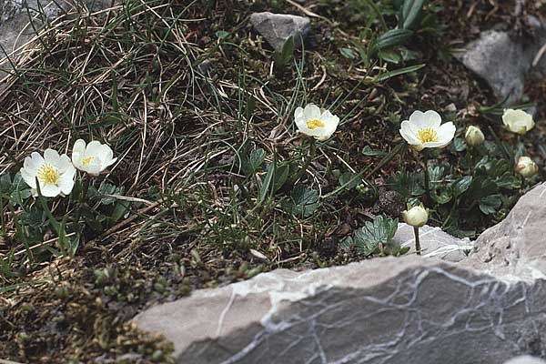 Ranunculus alpestris \ Alpen-Hahnenfu / Alpine Buttercup, A Lechtal, Elbigenalb 16.8.1987