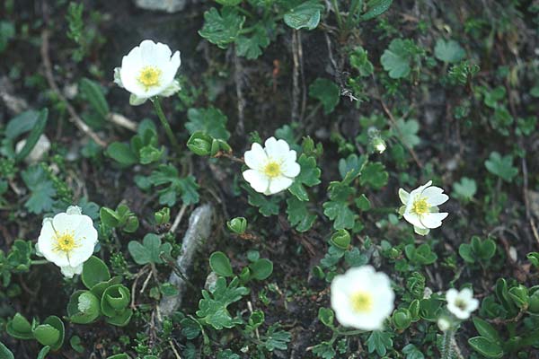 Ranunculus alpestris \ Alpen-Hahnenfu / Alpine Buttercup, A Großglockner 4.8.2004