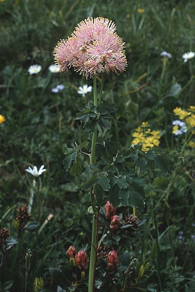 Thalictrum aquilegiifolium \ Groe Wiesenraute, Akeleiblttrige Wiesenraute / French Meadow-Rue, A Almajur - Tal / Valley 13.7.1987