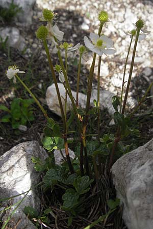 Ranunculus alpestris \ Alpen-Hahnenfu / Alpine Buttercup, A Kärnten/Carinthia, Petzen 2.7.2010