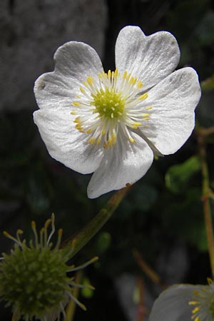 Ranunculus alpestris \ Alpen-Hahnenfu / Alpine Buttercup, A Kärnten/Carinthia, Petzen 2.7.2010