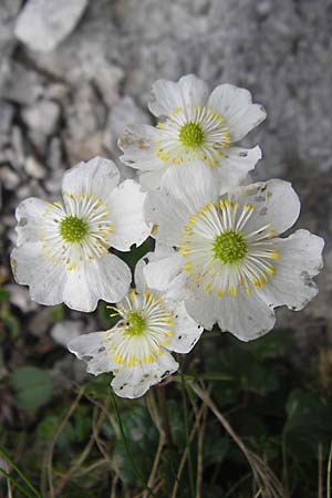 Ranunculus alpestris \ Alpen-Hahnenfu / Alpine Buttercup, A Kärnten/Carinthia, Petzen 2.7.2010