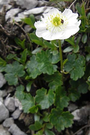 Ranunculus alpestris \ Alpen-Hahnenfu / Alpine Buttercup, A Kärnten/Carinthia, Petzen 2.7.2010