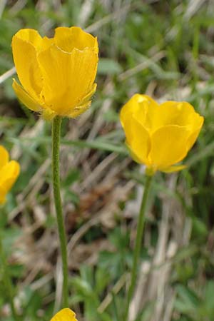 Ranunculus breyninus \ Gebirgs-Hahnenfu / Buttercup, A Kärnten/Carinthia, Hochobir 19.5.2016