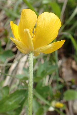 Ranunculus breyninus \ Gebirgs-Hahnenfu / Buttercup, A Kärnten/Carinthia, Hochobir 19.5.2016