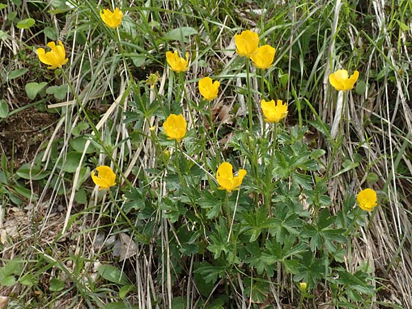 Ranunculus breyninus \ Gebirgs-Hahnenfu / Buttercup, A Kärnten/Carinthia, Hochobir 19.5.2016